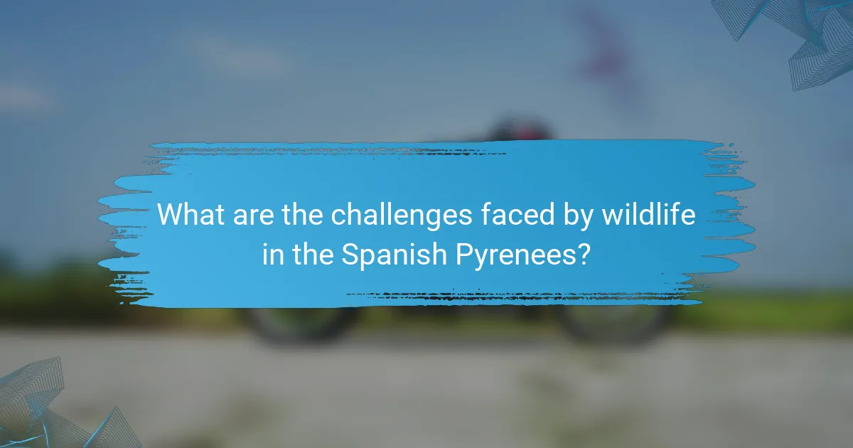 What are the challenges faced by wildlife in the Spanish Pyrenees?